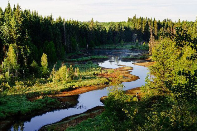 canada boreal forest